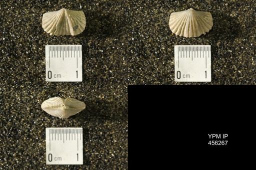 Platystrophia biforata