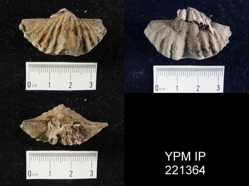 Spirifer arrectus