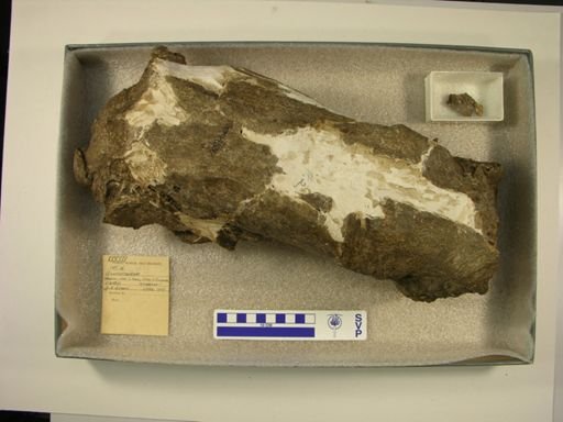 Glossotherium