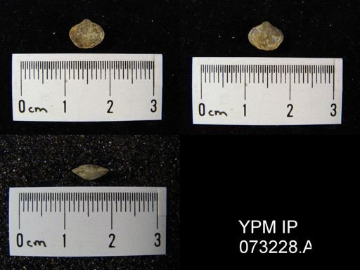 Atrypella decaturensis