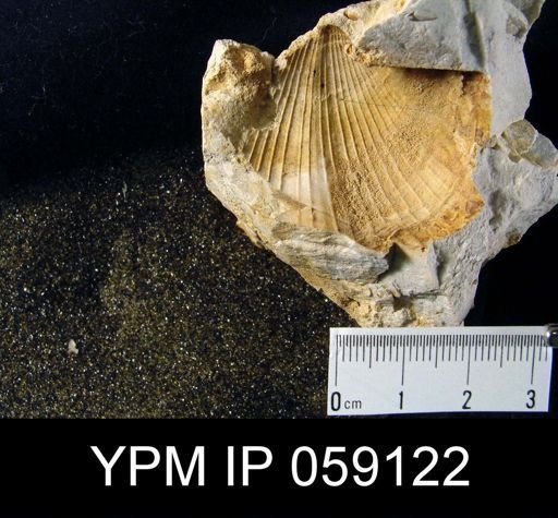 Spirifer cf. arenosus