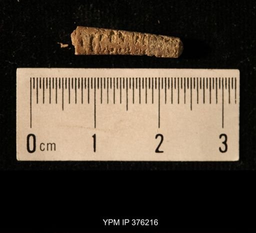 Pseudorthoceras knoxense