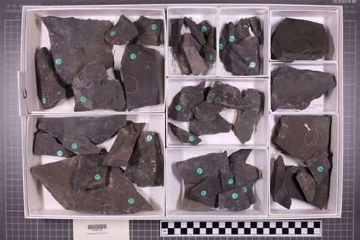 mixed taxa, stratigraphic collection