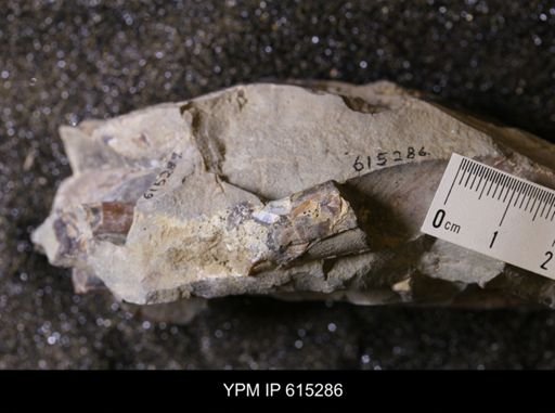 Baculites sp.