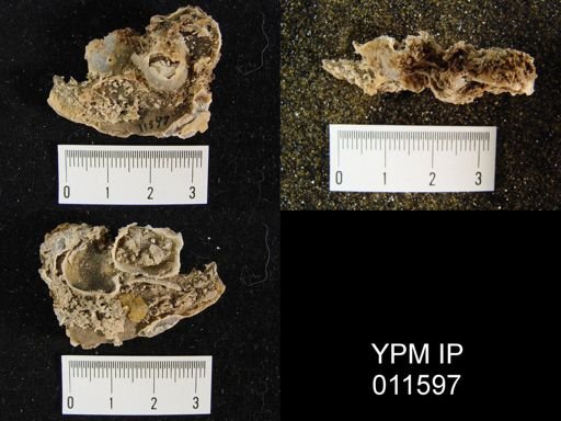 Avonia subhorrida rugatula