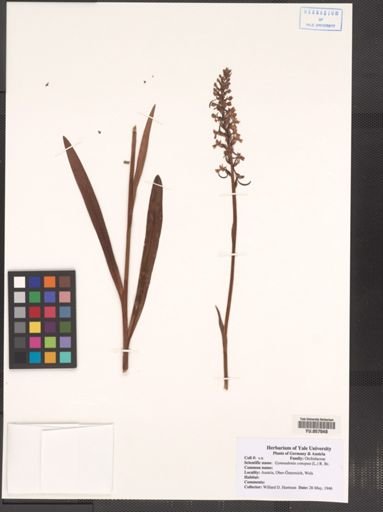 Gymnadenia conopsea