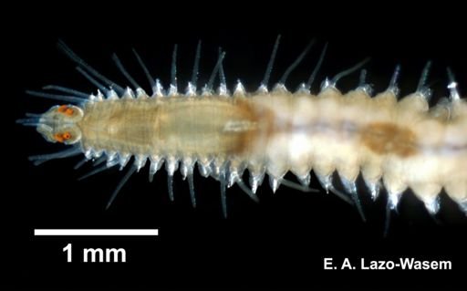 Eusyllis lamelligera?