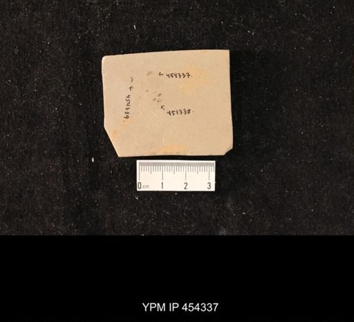 undet. Culicidae