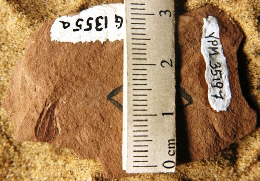 Carpites sp.