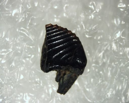 Ptilodus