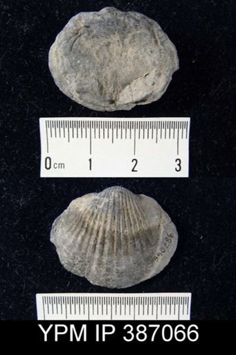 Tropidoleptus carinatus
