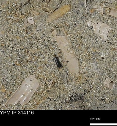 undet. Scaphopoda