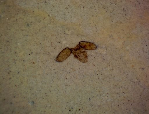 undet. Coleoptera