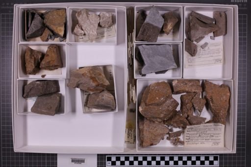 mixed taxa, stratigraphic collection