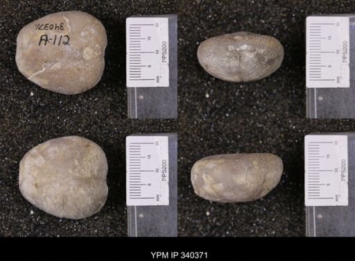 Enallaster texanus