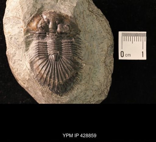 Scutellum (Thysanopeltis) speciosa