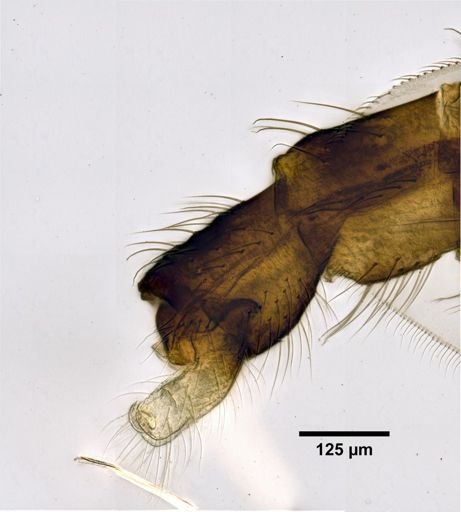 Cricotopus diversus