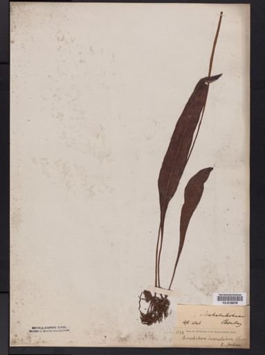 Leptochilus