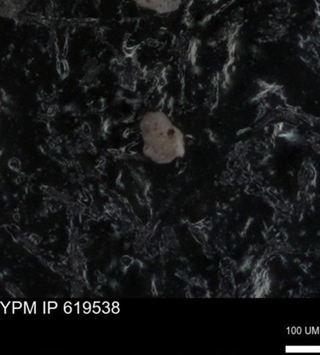 undet. Foraminiferida