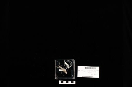 Hemidactylus turcicus