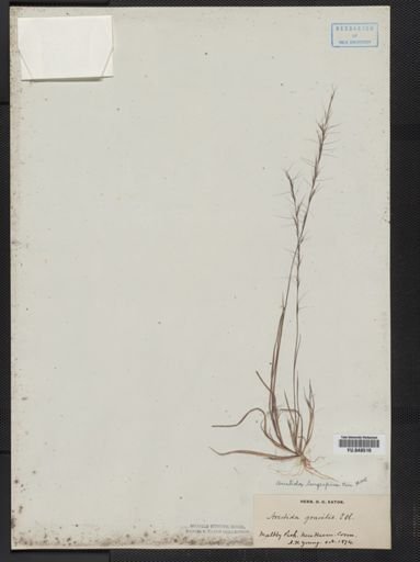 Aristida longespica