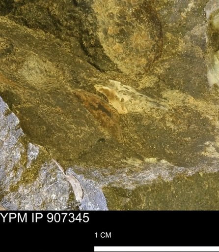 undet. Mollusca