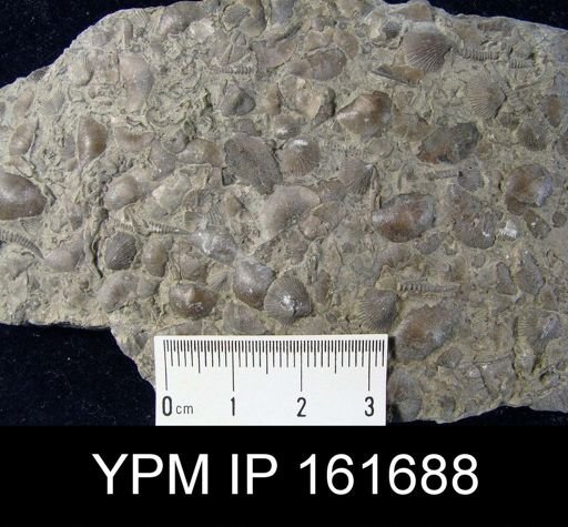 Plectambonites sericeus