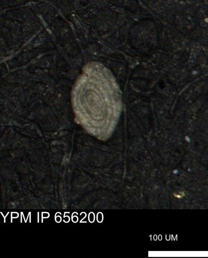 Spirolocammina planula