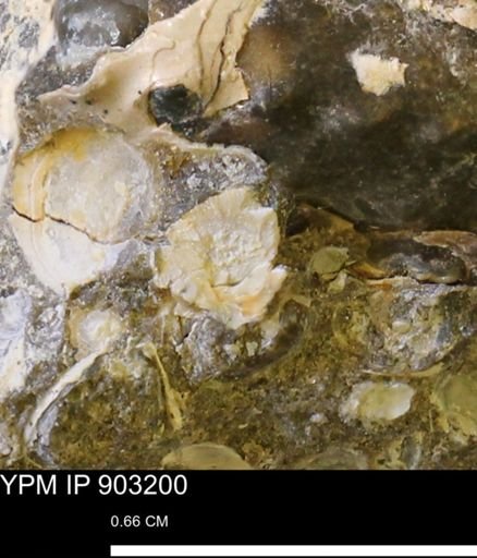 undet. Bivalvia