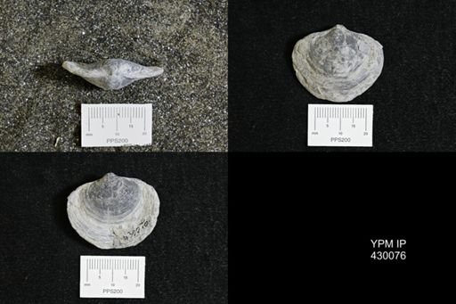 Athyris spiriferoides