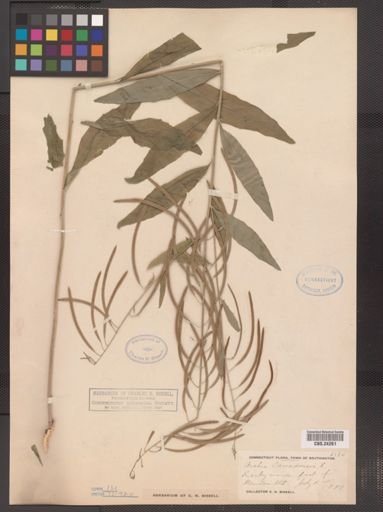 Arabis canadensis