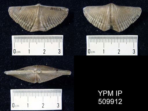 Mucrospirifer sp.