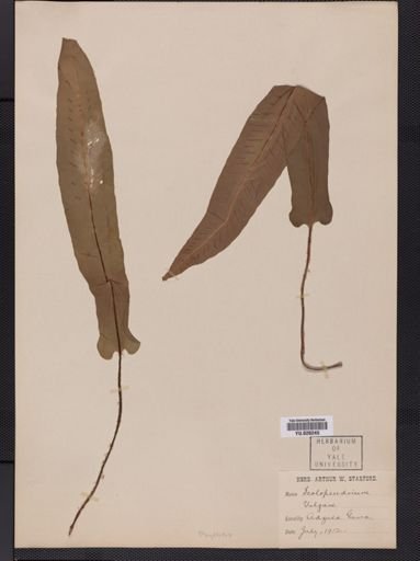 Phyllitis