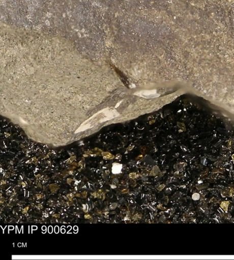 undet. Mollusca