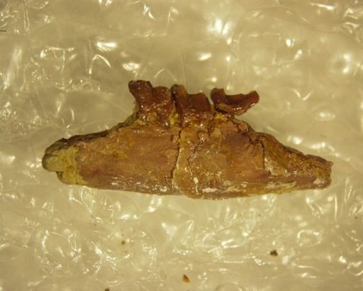 Tetonoides tenuiculus