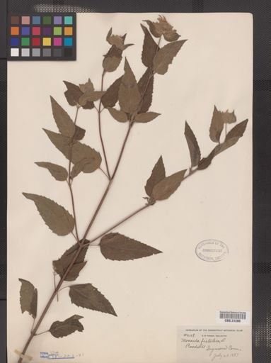 Monarda fistulosa