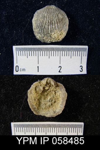 Atrypa sp.