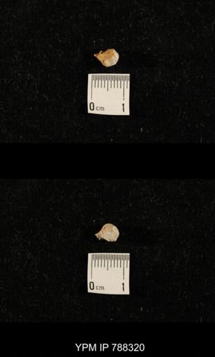 taxon undetermined