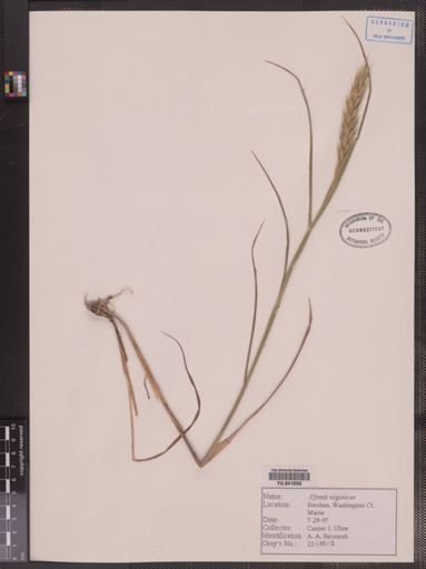 Plantae