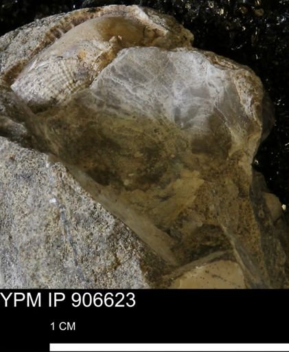 undet. Mollusca