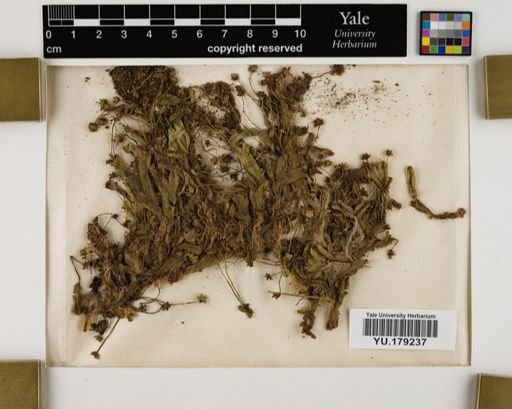 Plantae