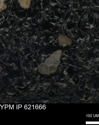 undet. Heterohelicidae