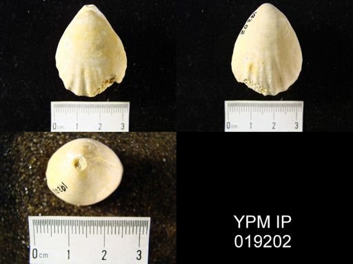 Oleneothyris wilmingtonensis