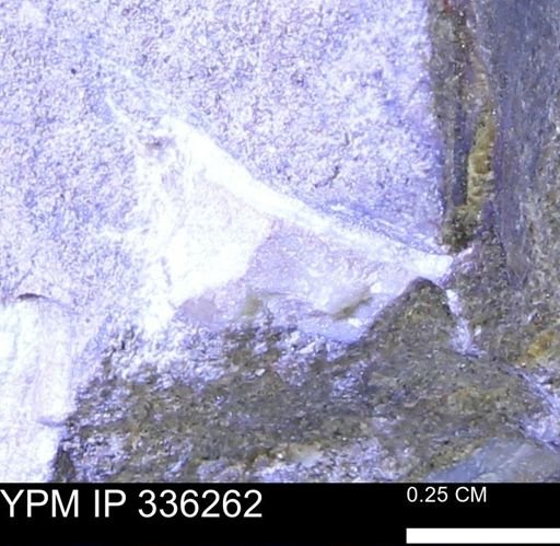 undet. Mollusca
