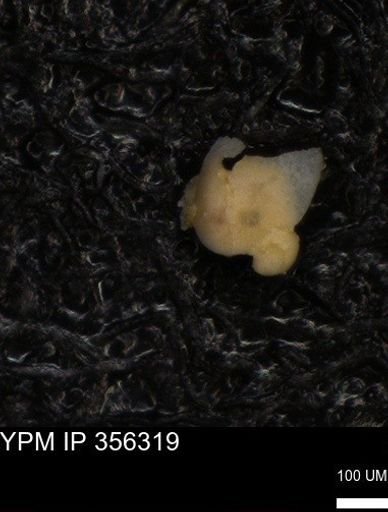 undet. Foraminiferida