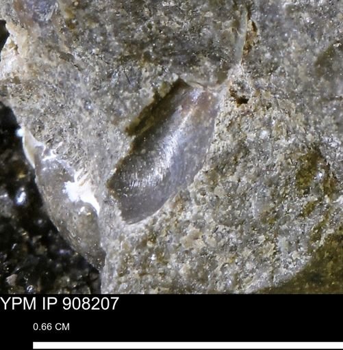 undet. Bivalvia