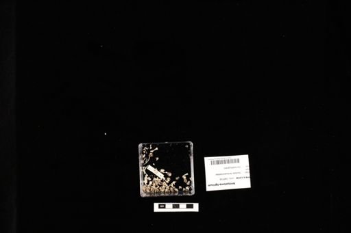 Ambystoma tigrinum