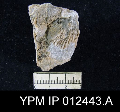 Spirifer huecoensis