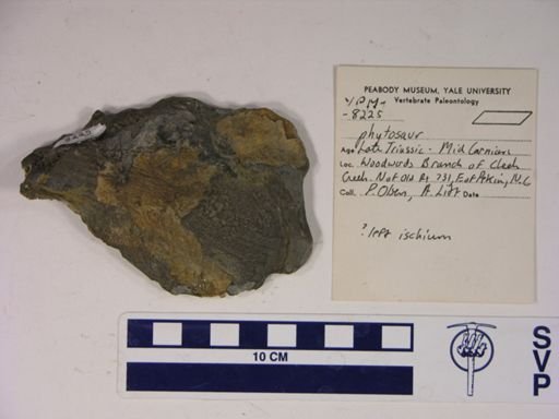 Phytosauria