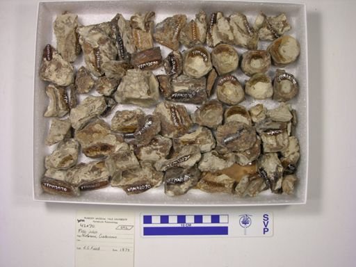 undet. Actinopterygii